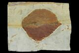 Fossil Leaf (Beringiaphyllum) - Montana #115204-1